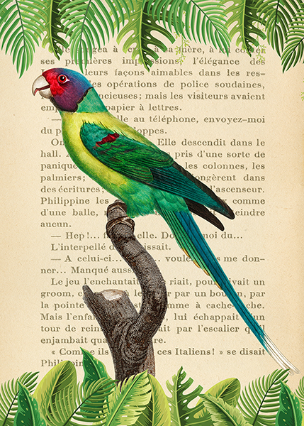 Stef Lamanche, The Plum-Headed Parakeet, After Levaillant