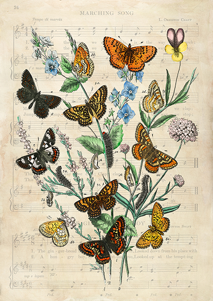 Stef Lamanche, European Butterflies, After Kirby