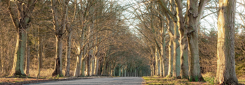 Anonymous, Tree Lined Road, Norfolk, UK