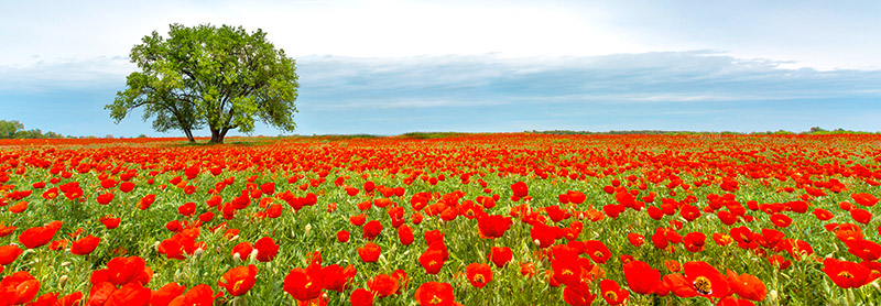 Anonymous, Tree in a poppy field