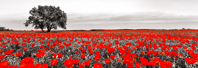Anonymous, Tree in a poppy field