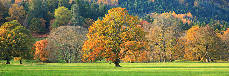 Anonymous, Mixed trees in autumn colour, Scotland