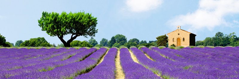 Pangea Images, Lavender Fields, France