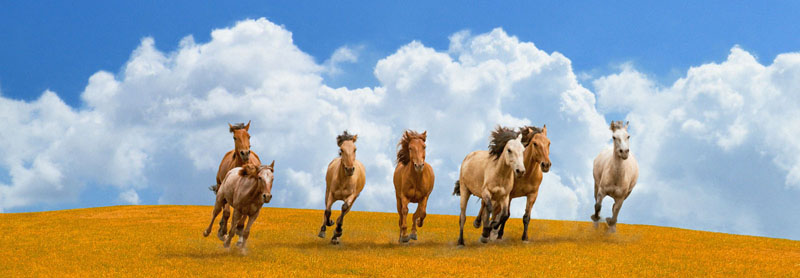 Pangea Images, Herd of wild horses (detail)