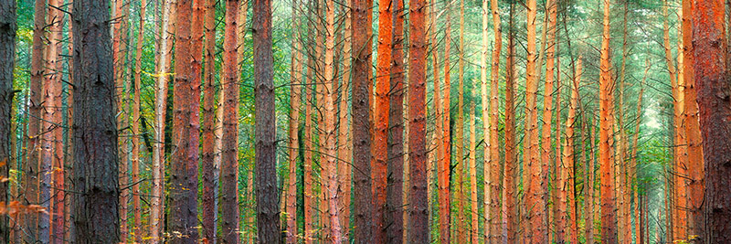 Pangea Images, Colors of the Woods