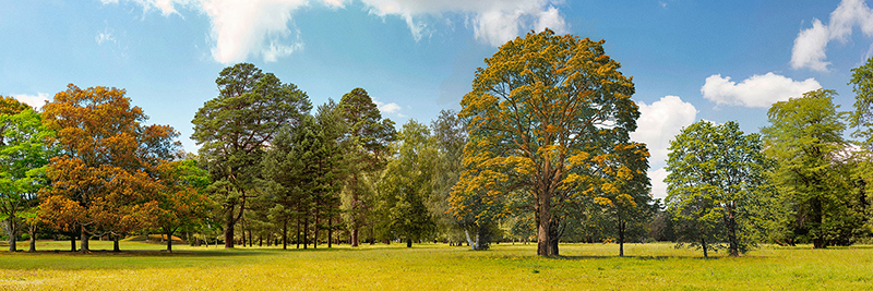 Pangea Images, Trees in a Park