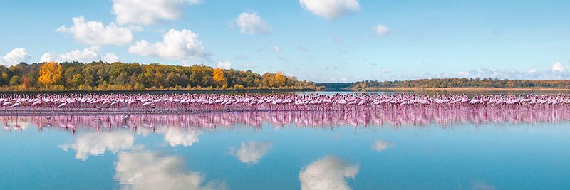 Pangea Images, Flamingos Reflection, Camargue, France (detail)