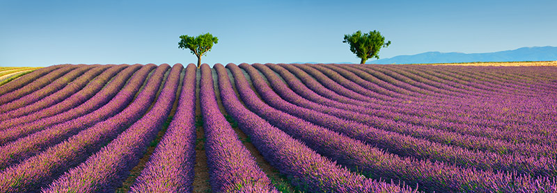 Frank Krahmer, Lavender field, Provence, France