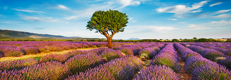 Frank Krahmer, Lavender field and almond tree, Provence, France