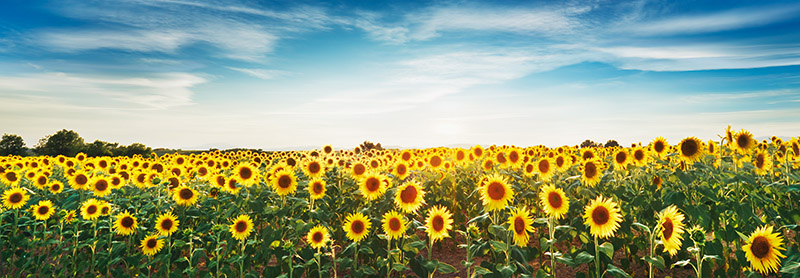 Frank Krahmer, Sunflower field, Plateau Valensole, Provence, France