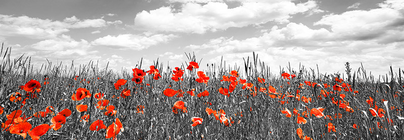 Frank Krahmer, Poppies in corn field, Bavaria, Germany