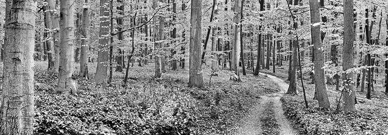 Frank Krahmer, Beech forest, Germany