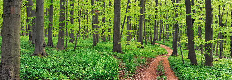 Frank Krahmer, Beech forest, Germany