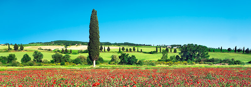 Frank Krahmer, Cypress in poppy field, Tuscany, Italy
