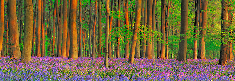 Frank Krahmer, Beech forest with bluebells, Hampshire, England