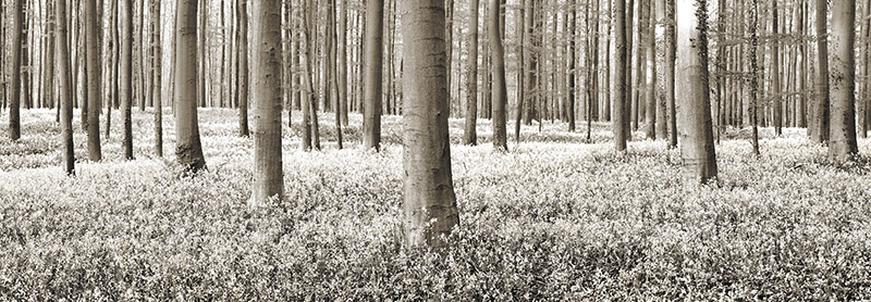 Frank Krahmer, Beech forest with bluebells, Belgium
