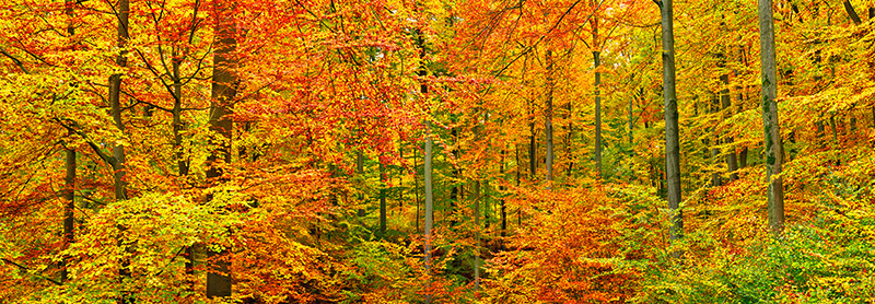 Frank Krahmer, Beech forest in autumn, Kassel, Germany