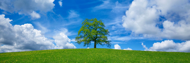 Frank Krahmer, Oak and clouds, Bavaria, Germany