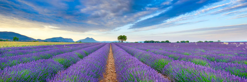 Frank Krahmer, Lavender Field, France