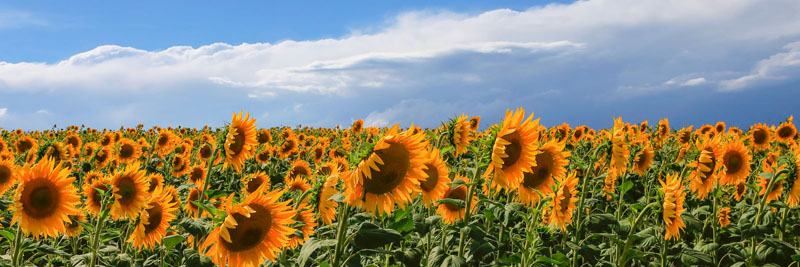 Fulvio Ferrua, Girasoli in Val D'Orcia
