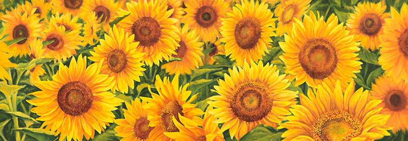 Luca Villa, Field of Sunflowers