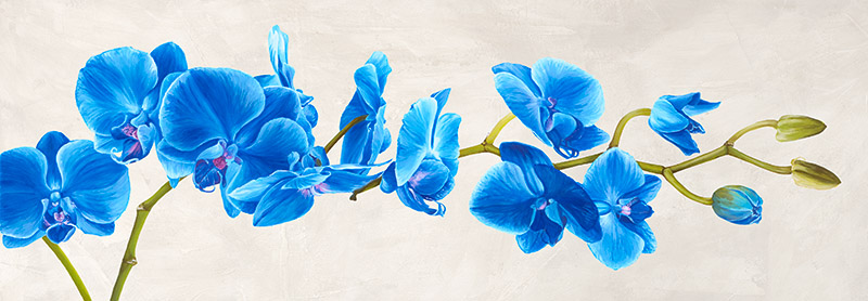 Shin Mills, Blue Orchid
