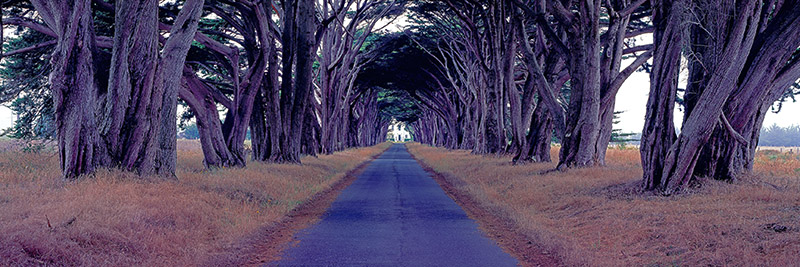 Richard Berenholtz, Monterey Cypress Trees, Point Reyes, California