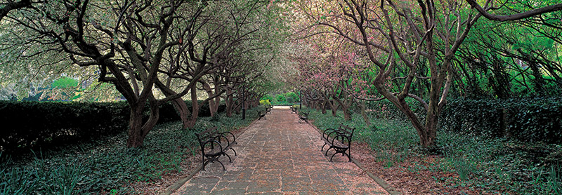 Richard Berenholtz, Through Conservatory Garden, Central Park, NYC